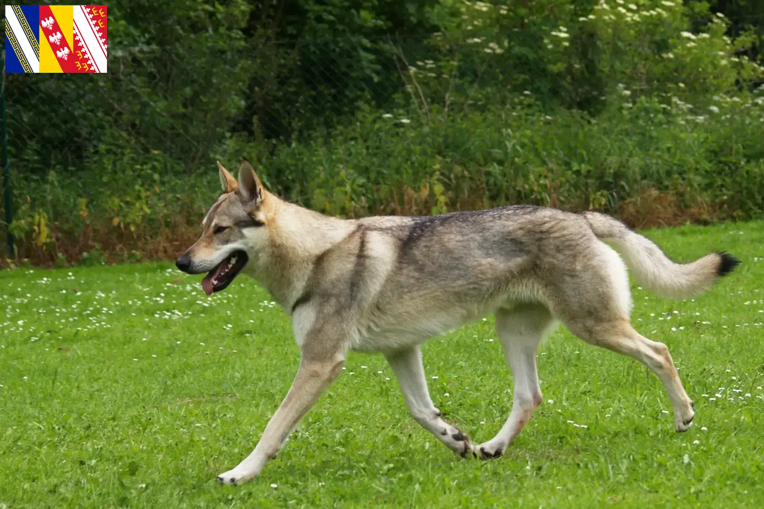 Read more about the article Czechoslovakian Wolfhound breeder and puppies in Grand Est