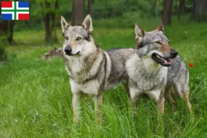 Read more about the article Czechoslovakian Wolfdog breeder and puppies in Groningen