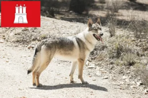 Read more about the article Czechoslovakian Wolfdog breeder and puppies in Hamburg