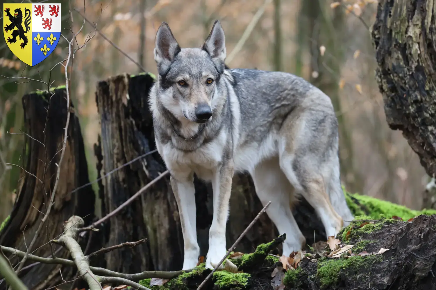 Read more about the article Czechoslovakian Wolfhound breeder and puppies in Hauts-de-France