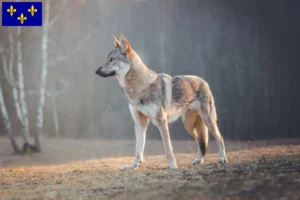 Read more about the article Czechoslovakian Wolfhound breeder and puppies in Île-de-France