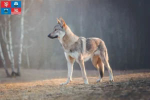 Read more about the article Czechoslovakian Wolfhound breeder and puppies in Karlovy Vary