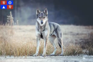 Read more about the article Czechoslovak Wolfhound breeder and puppies in Liberec