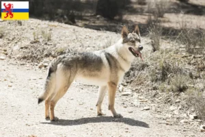 Read more about the article Czechoslovakian Wolfdog breeder and puppies in Limburg