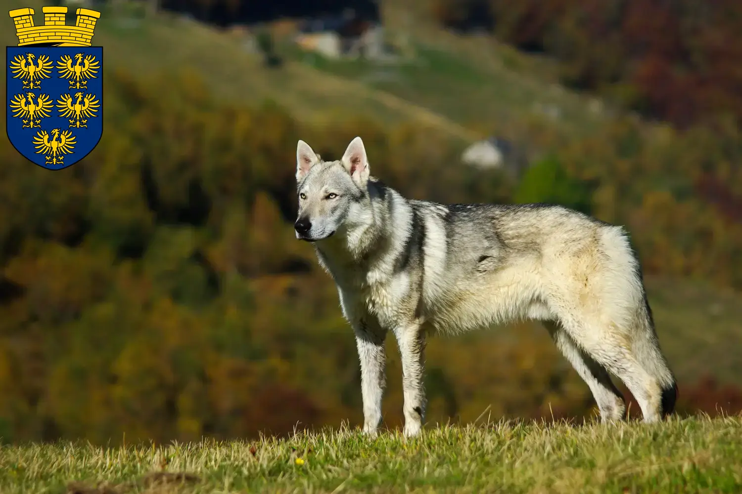 Read more about the article Czechoslovakian Wolfdog breeders and puppies in Lower Austria