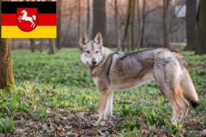 Read more about the article Czechoslovakian Wolfdog breeders and puppies in Lower Saxony