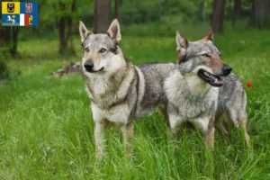 Read more about the article Czechoslovak Wolfhound breeders and puppies in Moravia-Silesia