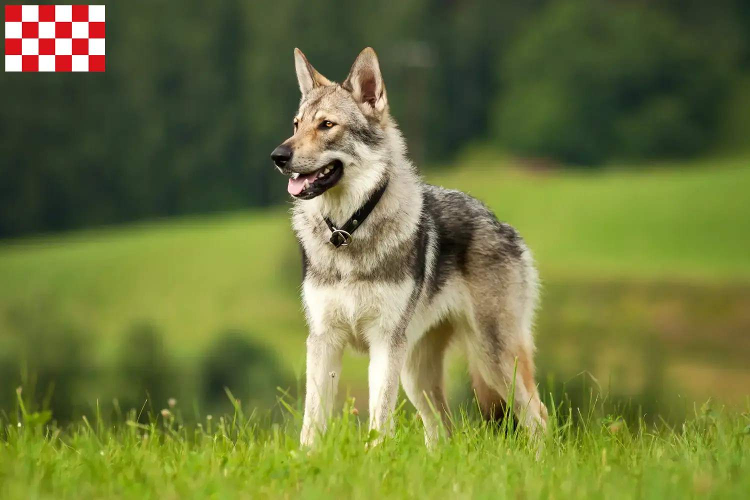 Read more about the article Czechoslovakian Wolfhound breeder and puppies in North Brabant