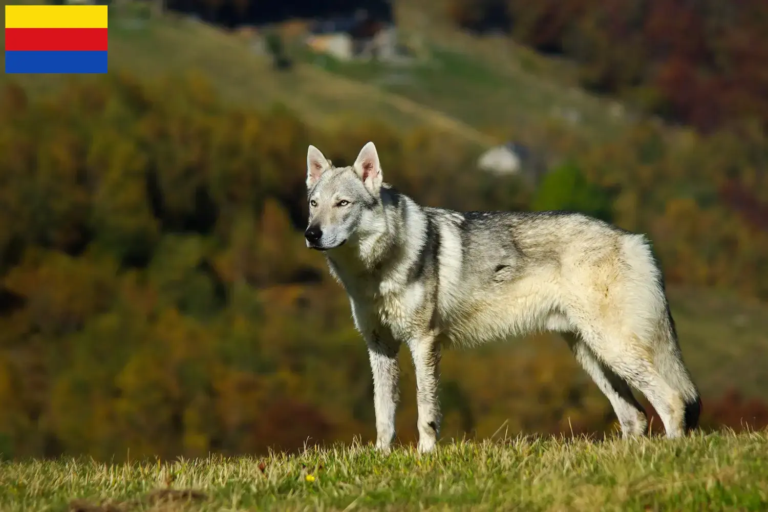 Read more about the article Czechoslovakian Wolfhound breeder and puppies in North Holland