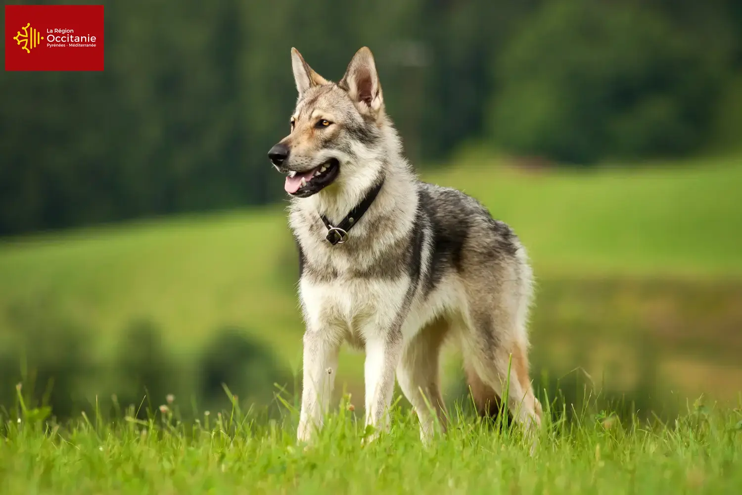 Read more about the article Czechoslovak Wolfhound breeder and puppies in Occitania