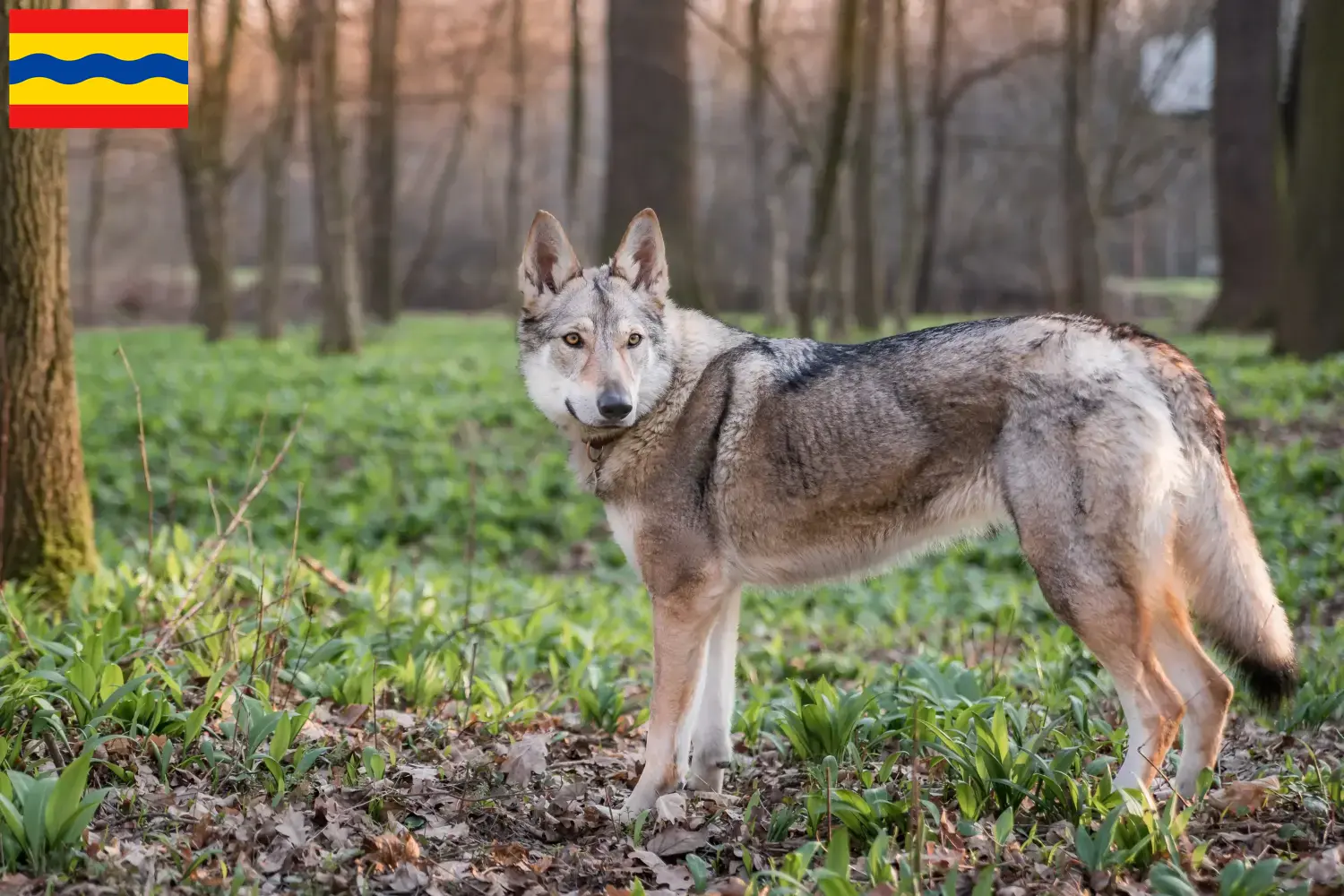 Read more about the article Czechoslovakian Wolfhound breeder and puppies in Overijssel