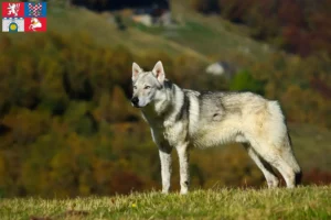 Read more about the article Czechoslovak Wolfhound breeder and puppies in Pardubice