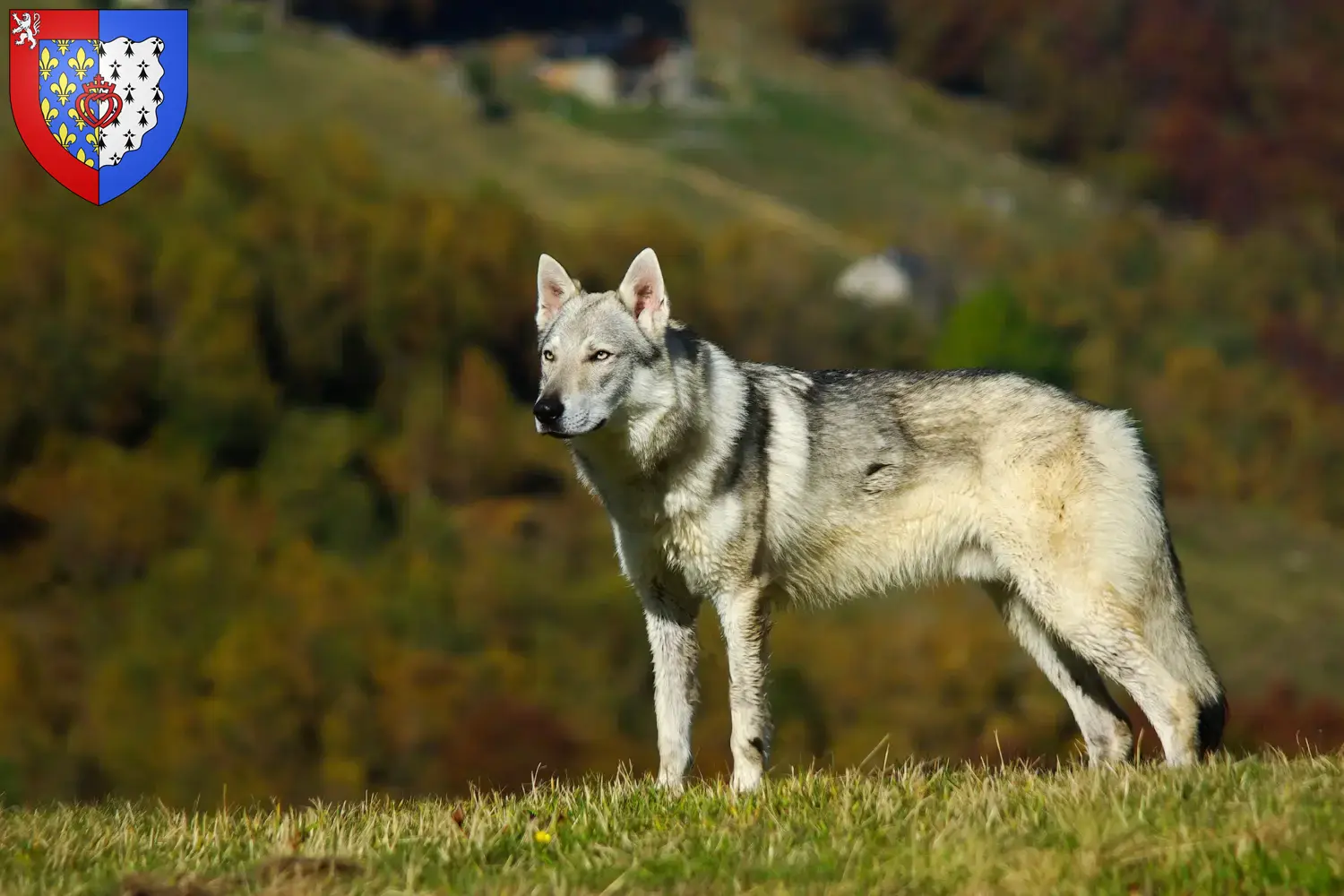 Read more about the article Czechoslovakian Wolfhound breeder and puppies in Pays de la Loire