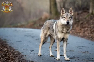 Read more about the article Czechoslovak Wolfhound breeder and puppies in Prague