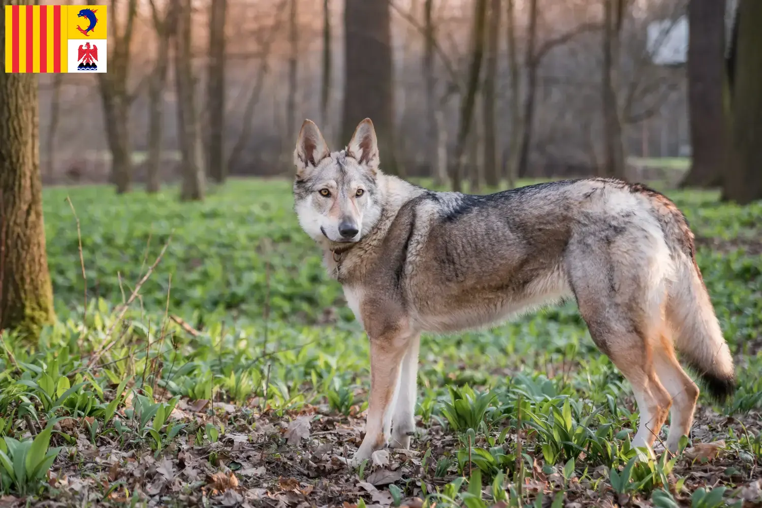 Read more about the article Czechoslovakian Wolfhound breeders and puppies in Provence-Alpes-Côte d’Azur