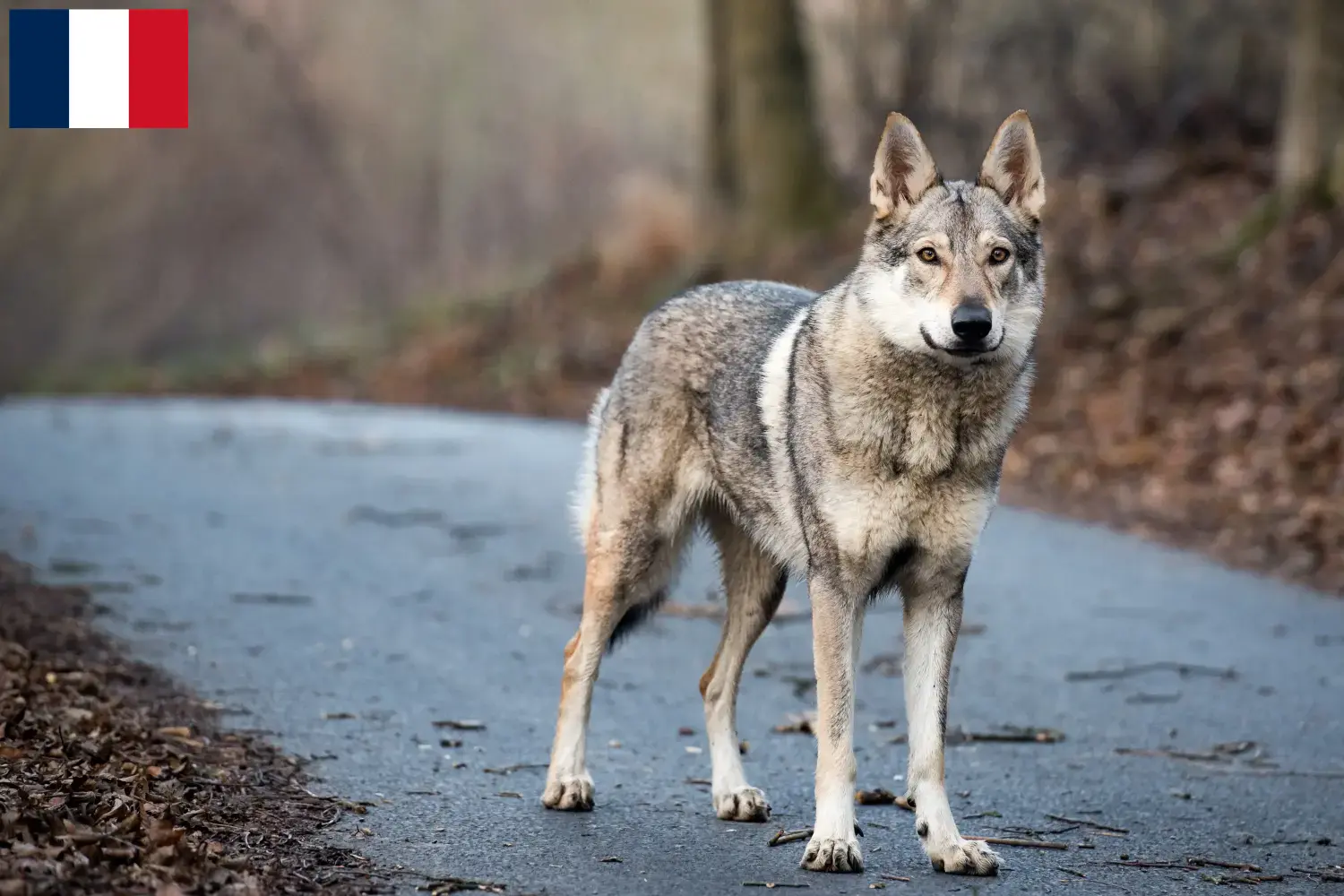 Read more about the article Czechoslovakian Wolfhound breeder and puppies on Réunion