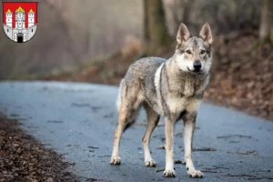 Read more about the article Czechoslovakian Wolfdog breeder and puppies in Salzburg