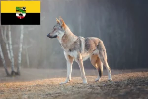 Read more about the article Czechoslovakian Wolfdog breeders and puppies in Saxony-Anhalt