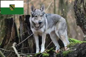 Read more about the article Czechoslovakian Wolfdog breeders and puppies in Saxony