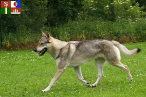 Read more about the article Czechoslovak Wolfhound breeders and puppies in South Bohemia