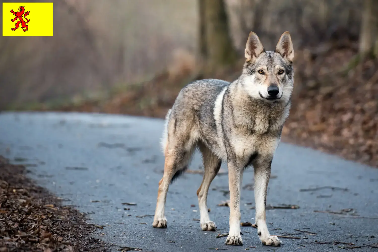 Read more about the article Czechoslovakian Wolfhound breeder and puppies in South Holland