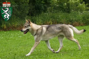 Read more about the article Czechoslovakian Wolfhound breeders and puppies in Styria