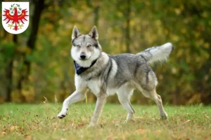 Read more about the article Czechoslovakian Wolfdog breeder and puppies in Tyrol