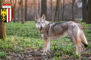 Read more about the article Czechoslovakian Wolfdog breeders and puppies in Upper Austria