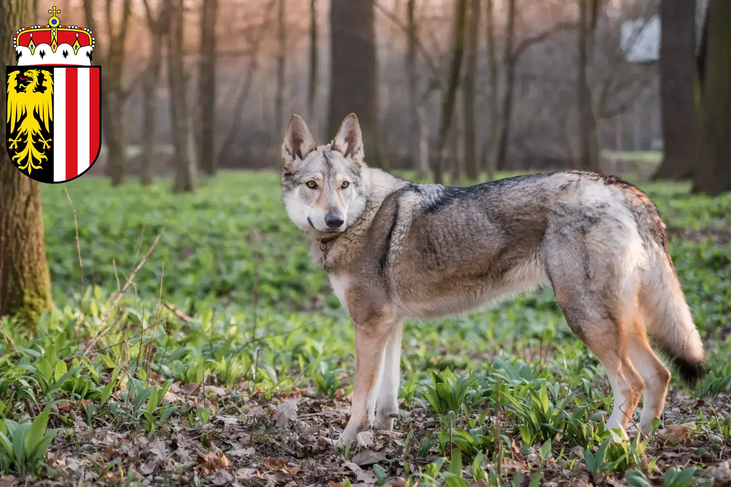 Read more about the article Czechoslovakian Wolfdog breeders and puppies in Upper Austria