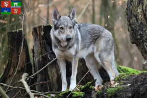 Read more about the article Czechoslovak Wolfhound breeder and puppies in Ústí