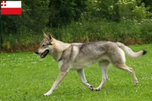 Read more about the article Czechoslovakian Wolfhound breeder and puppies in Utrecht