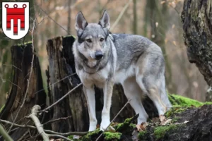 Read more about the article Czechoslovakian Wolfhound breeder and puppies in Vorarlberg