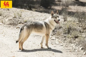 Read more about the article Czechoslovakian Wolfdog breeder and puppies in Walloon Region