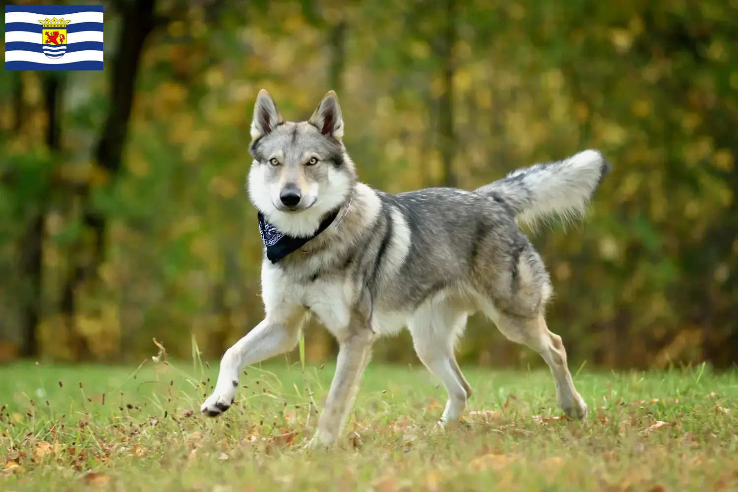 Read more about the article Czechoslovakian Wolfdog breeder and puppies in Zeeland