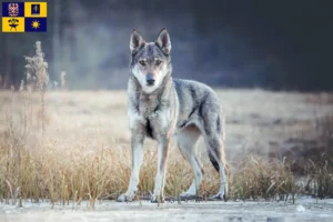 Read more about the article Czechoslovak Wolfhound breeder and puppies in Zlín