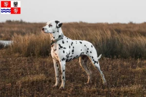 Read more about the article Dalmatian breeders and puppies in Central Bohemia