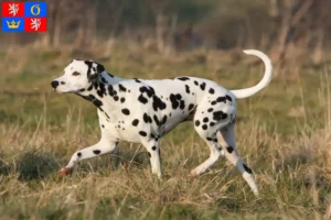 Read more about the article Dalmatian breeders and puppies in Hradec Králové