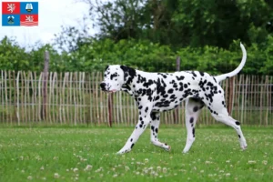 Read more about the article Dalmatian breeders and puppies in Karlsbad