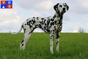 Read more about the article Dalmatian breeders and puppies in Liberec