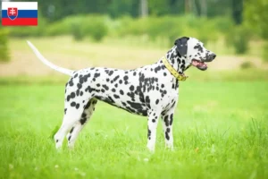 Read more about the article Dalmatian breeders and puppies in Slovakia