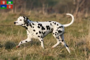 Read more about the article Dalmatian breeders and puppies in Ústí