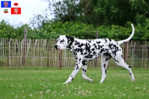 Read more about the article Dalmatian breeders and puppies in Vysočina