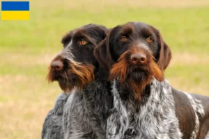 Read more about the article German Wirehair breeders and puppies in Ukraine