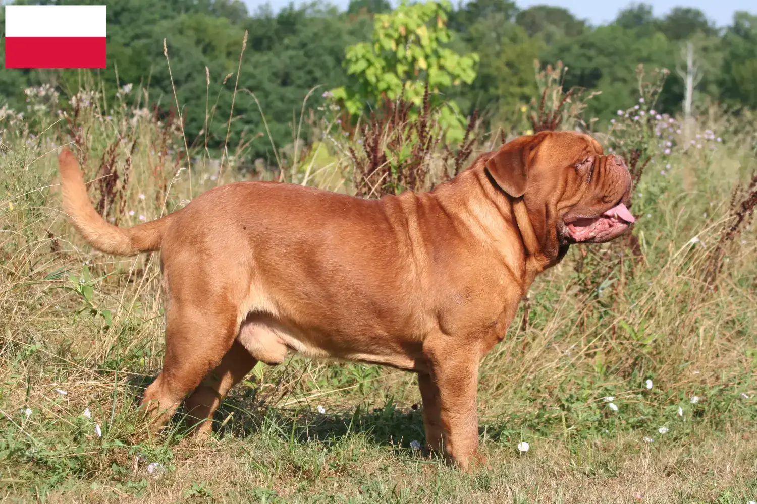Read more about the article Dogue de Bordeaux breeders and puppies in Poland