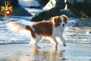 Read more about the article Dutch Kooikerhondje breeders and puppies in Carinthia