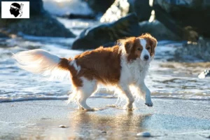 Read more about the article Dutch Kooikerhondje breeders and puppies in Corsica