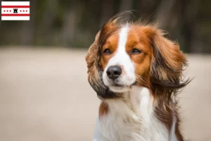 Read more about the article Dutch Kooikerhondje breeders and puppies in Drenthe