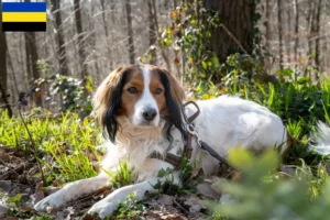 Read more about the article Dutch Kooikerhondje breeders and puppies in Gelderland