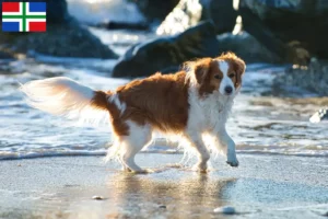 Read more about the article Dutch Kooikerhondje breeders and puppies in Groningen