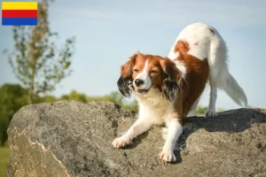 Read more about the article Dutch Kooikerhondje breeders and puppies in North Holland